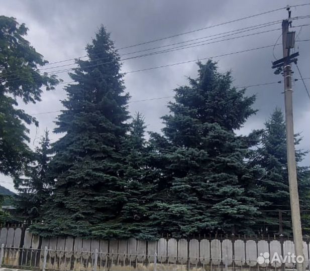 Ель голубая крупномер