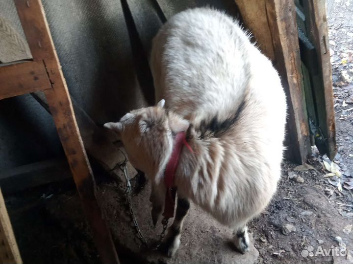 Продается коза