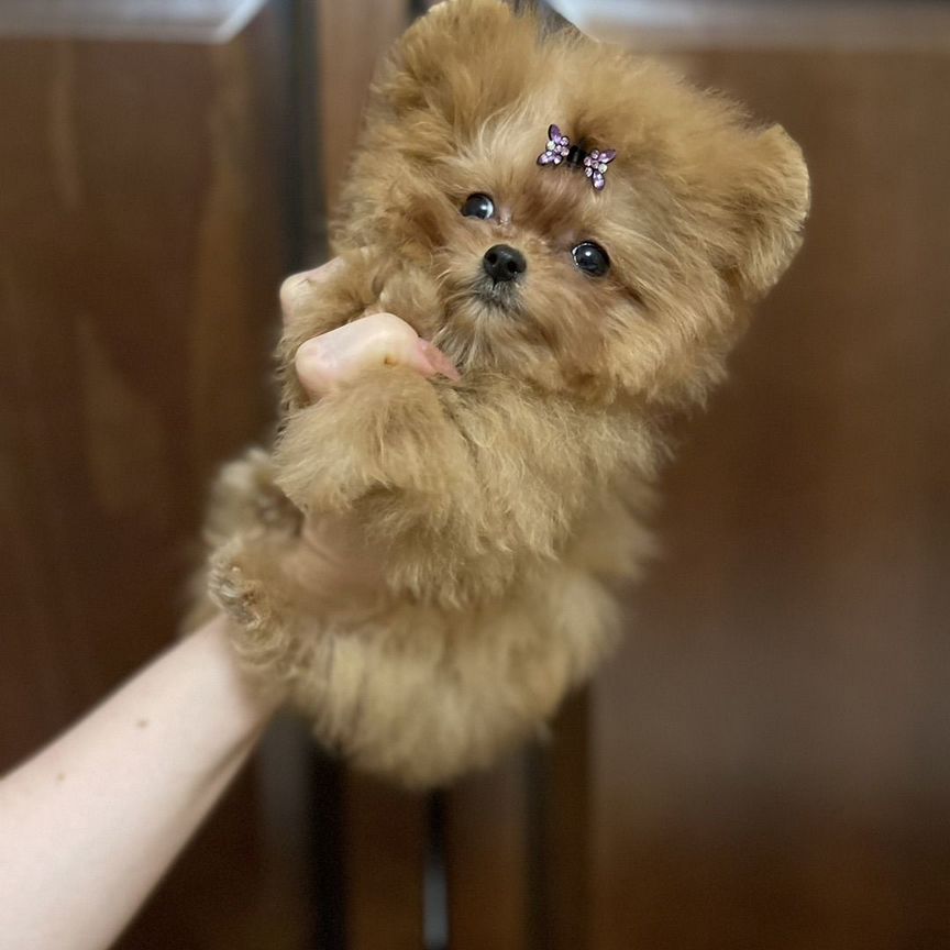 Супер малышка teddy maltipoo Китай