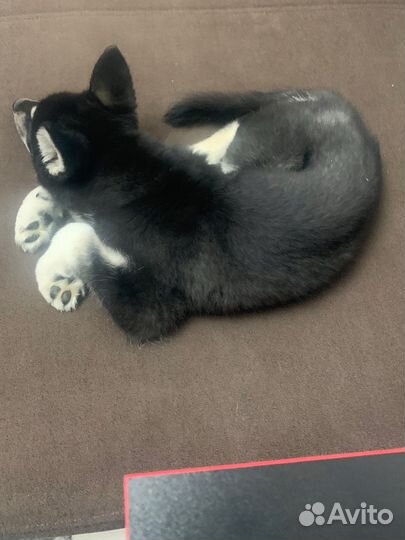 Сибирский хаски