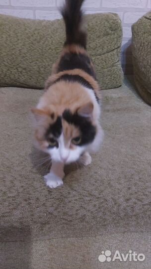 Отдам кошечку