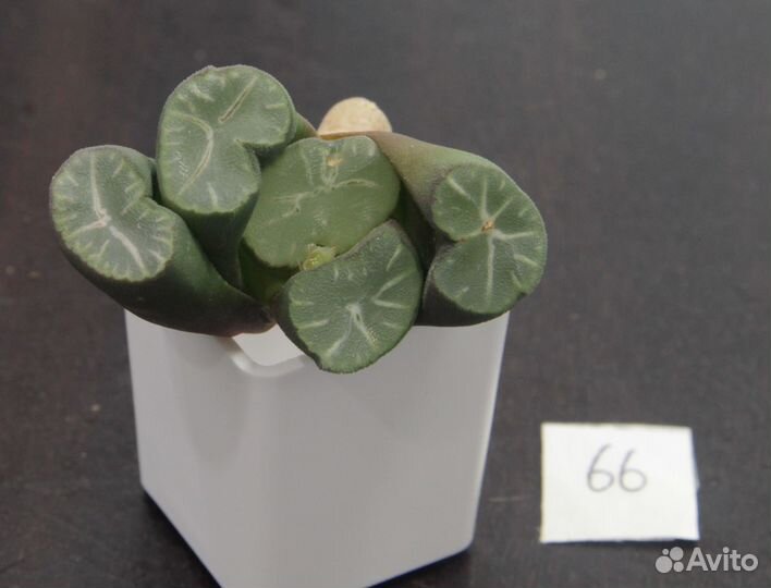 Редкие суккуленты haworthia maughanii