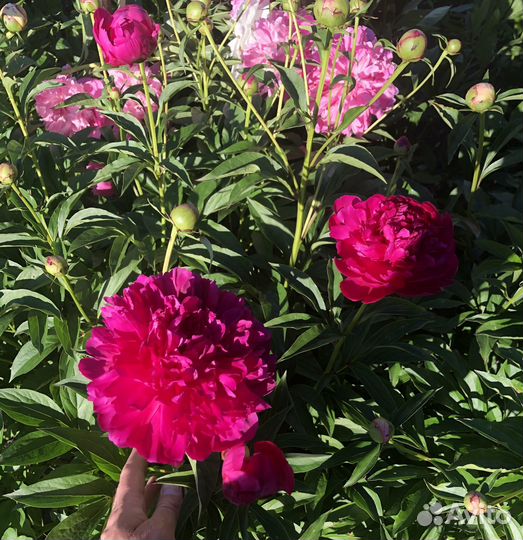 Пионы саженцы