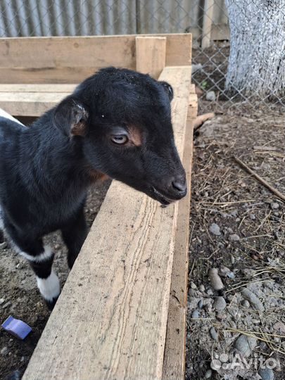 Коза ламанча