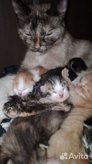 Отдам в добрые руки