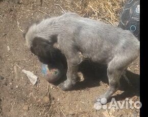 Собачка в добрые руки бесплатно - Пушинка