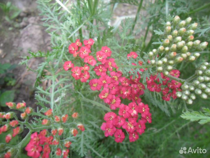 Тысячелистник Красный Бархат Red Velvet