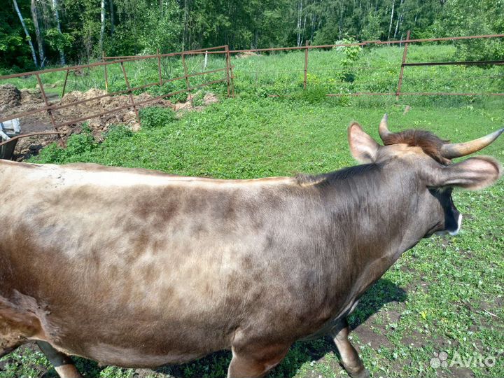 Корова нетель