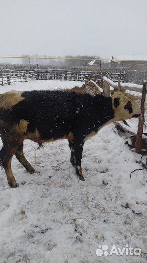 Бычки и быки