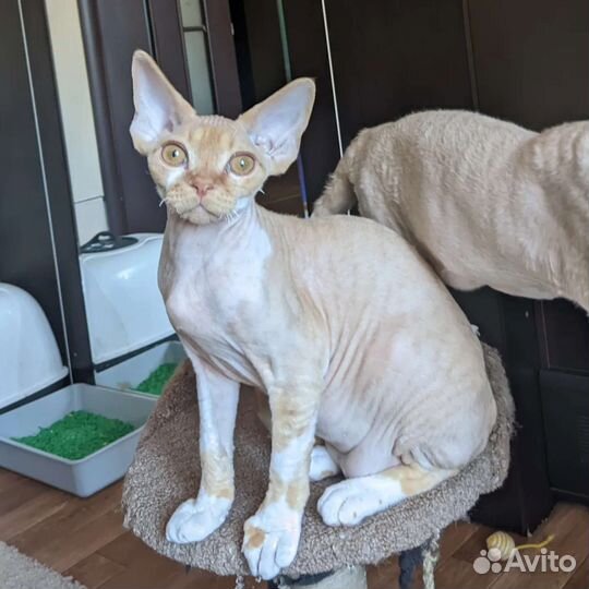 Котята девон-рекс