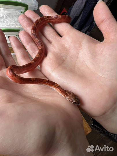 Маисовый полоз blood red