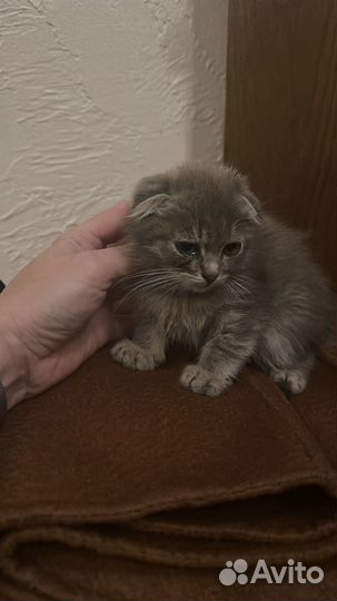 Шотландская вислоухая