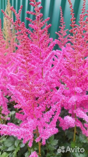Астильба сортовая