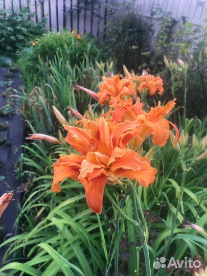 Лилейник махровый