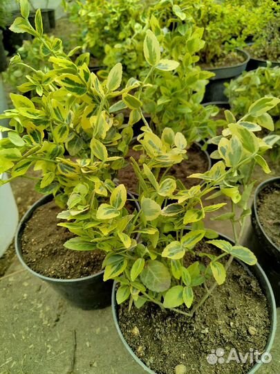 Бересклет Форчуна Emerald Gold