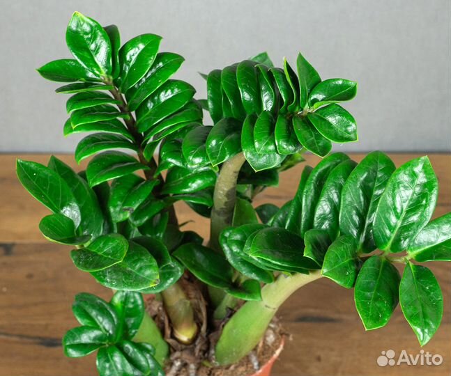 Замиокулькас кудрявый карлик Зензи Жук