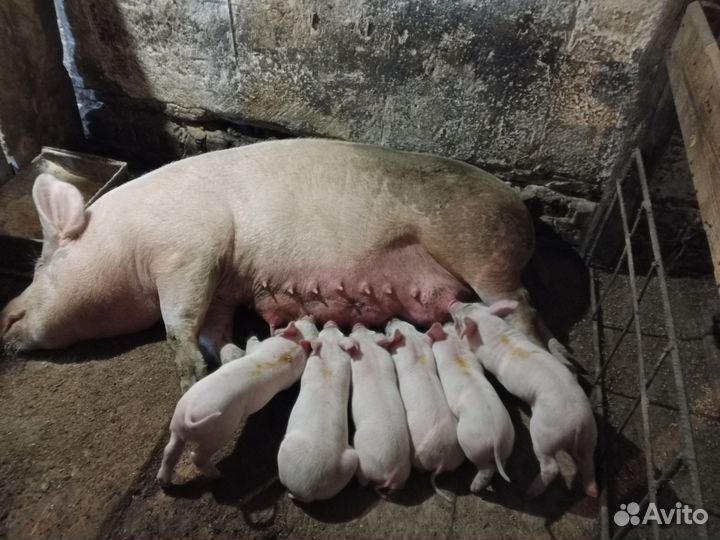 Свиноматки