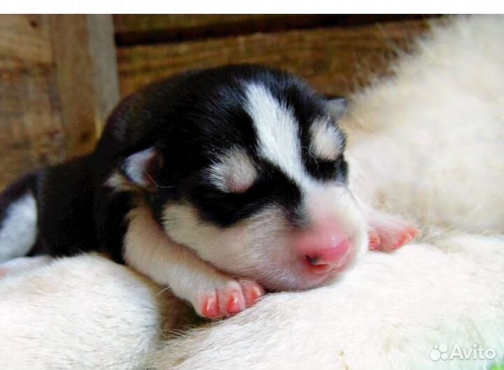 Щенки сибирской хаски