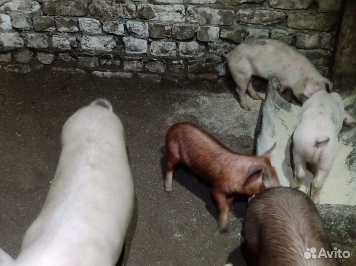 Поросята Доставка в РФ