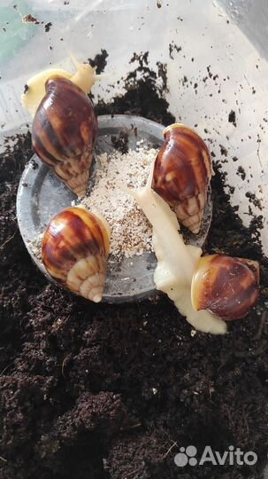 Улитки ахатины бесплатно