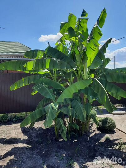 Банановая пальма отросток 40 -50 см