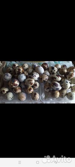 Перепелиное инкубационое яйцо