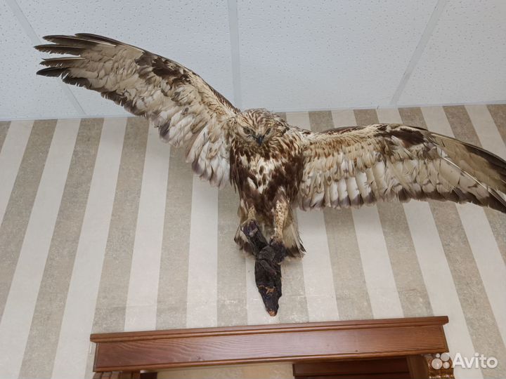 Чучело птицы