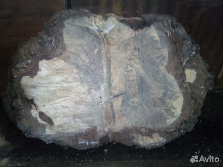 Кап сувель березовый