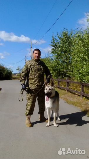 Дрессировка любых пород собак. Михаил