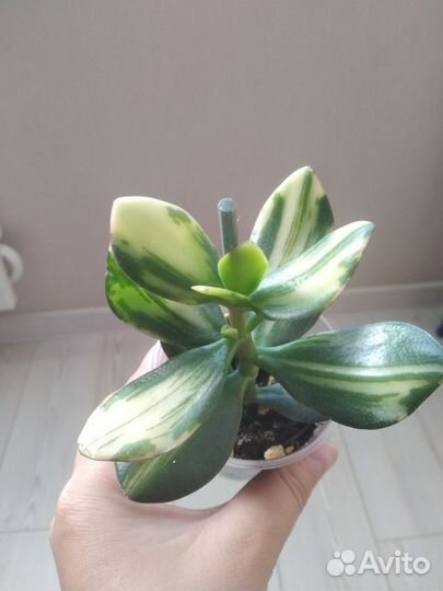 Крассула Солана