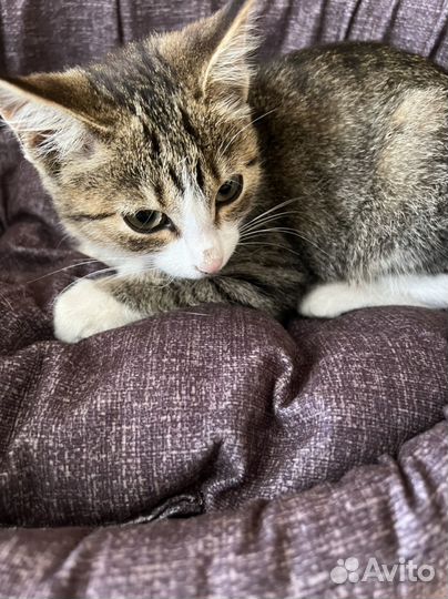 Европейская