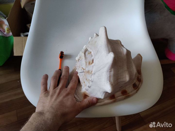 Большая морская ракушка раковина