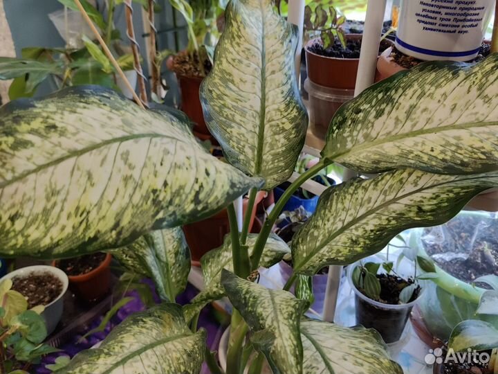 Диффенбахия удомсаб вайт