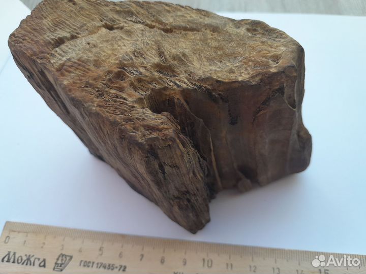 Окаменелое дерево