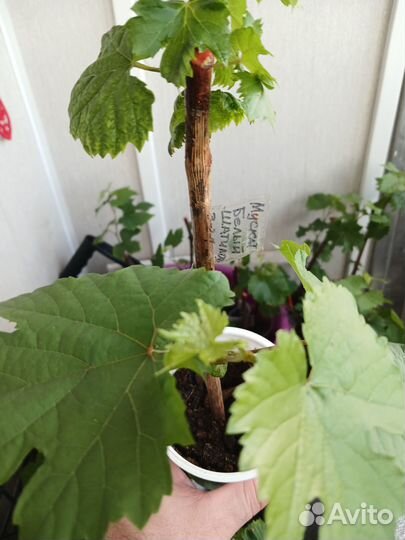 Саженцы винограда