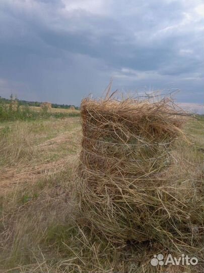 Сено в рулончиках