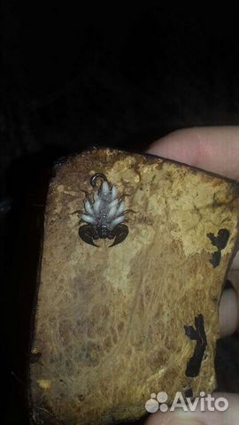 Карликовый древесный скорпион