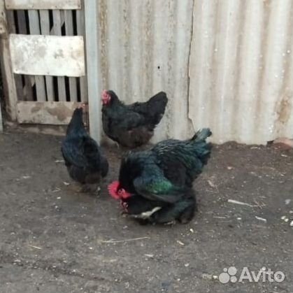 Яйца инкубационные Джерсийского гиганта