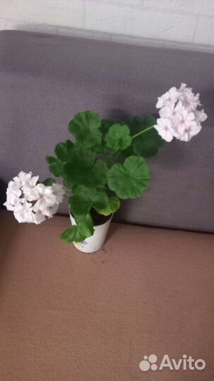 Тамара,не прихотливый сорт,очень цветливый