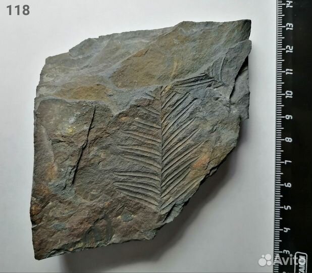 Палеонтология окаменелость Семенные папоротники