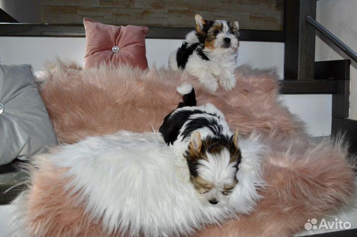 Бивер девочки и мальчик