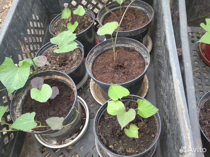 Рассада батата