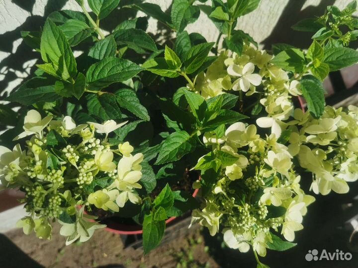 Гортензия Петит Стар Petite Star