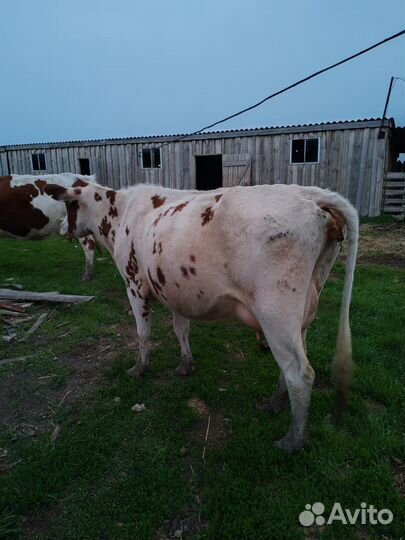 Коровы дойные молочные