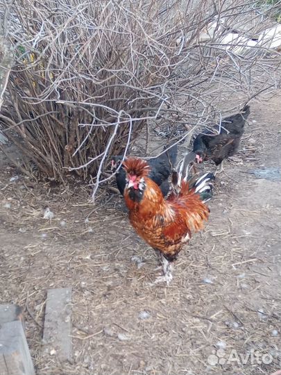 Молодые петушки