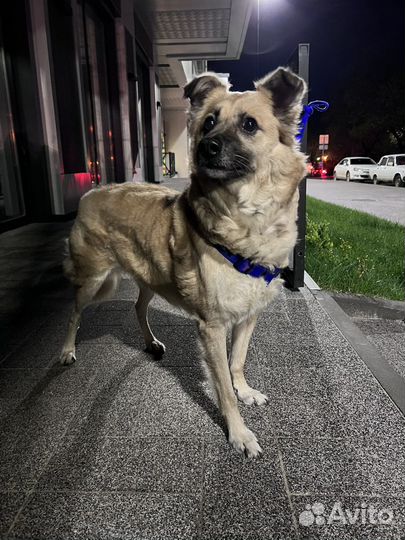 Собака в добрые руки (мальчик)