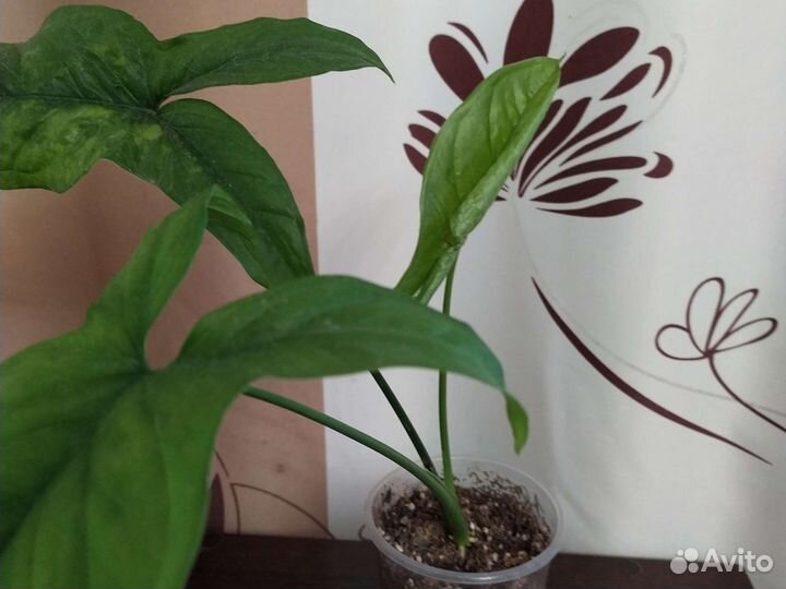 Сингониум моттлед. Филодендрон Бурле макс. Плющ