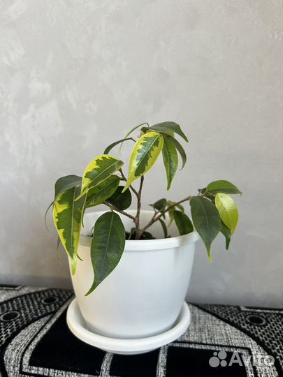 Фикус бенджамина