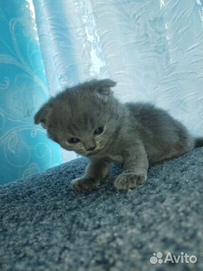 Британские котята