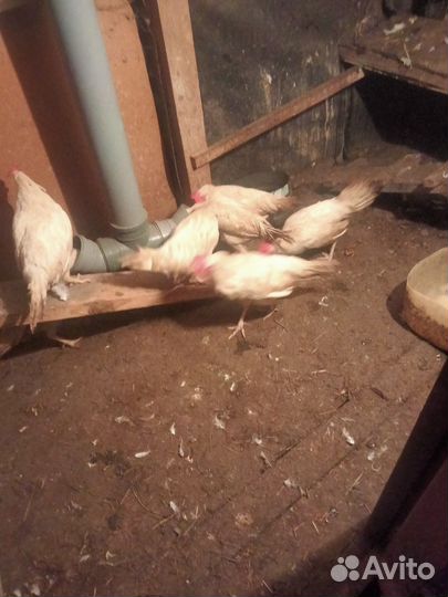 Куры молодки